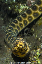 what are you looking for?.........
snake eel by Claudia Weber-Gebert 
